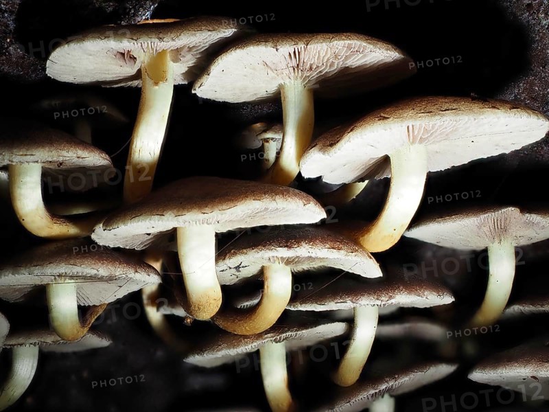 Fungus Kuehneromyces, North Rhine-Westphalia, Germany, Europe