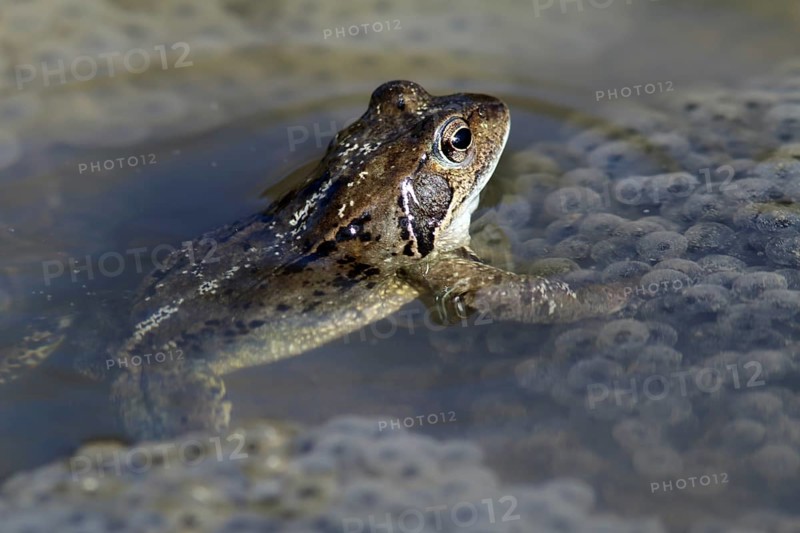 Spawning common toad (Bufo bufo)
