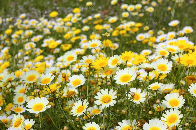 Daisy yellow flowers green nature meadow spring season