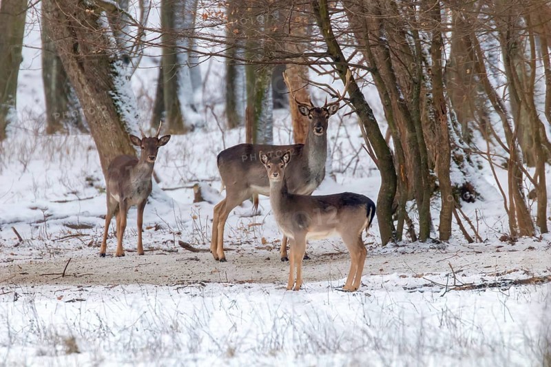 Fallow deer snow forest landscape (Dama Dama)