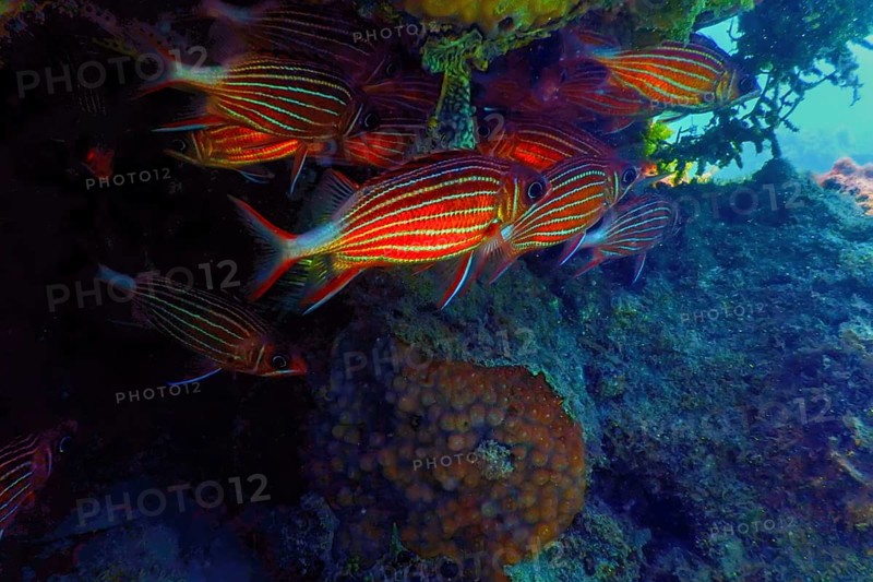 Crown Squirrelfish (sargocentron diadema) Red Sea, Marine life