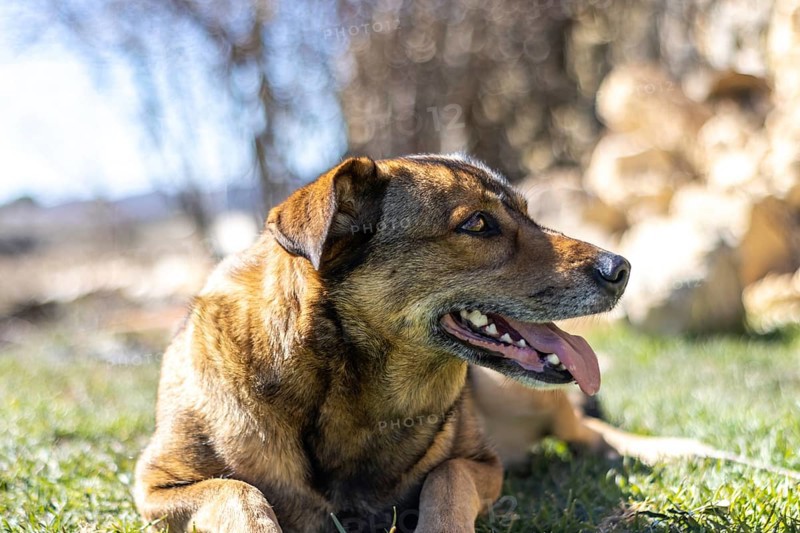 Portrait of a brown dog with its tongue out lying on the grass in the sun