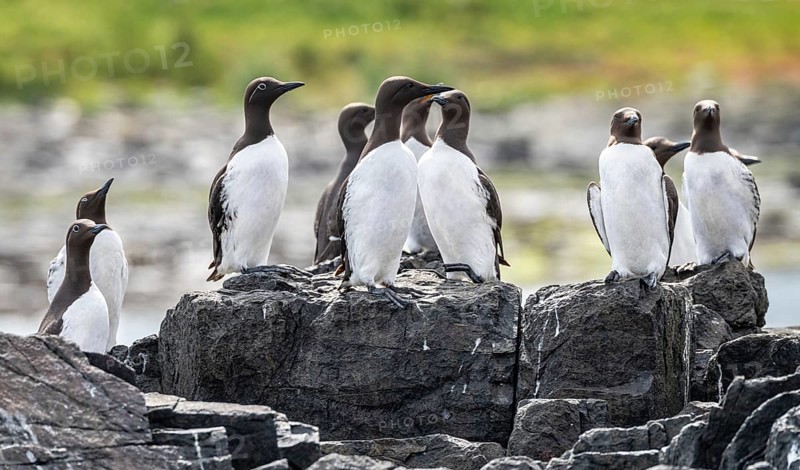 Small group of Guillemots nesting on The Farne Islands, Northumberland, England, United Kingdom, Europe