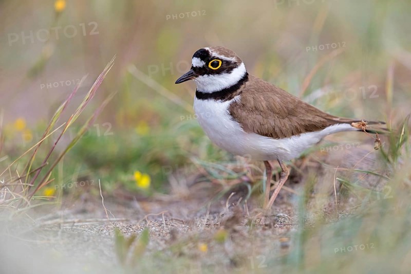 Little Ringed Plover, Little Ringed Plover, (Charadrius dubius), plover family, biotope, foraging, Lesbos, Lesbos Island, Greece, Europe