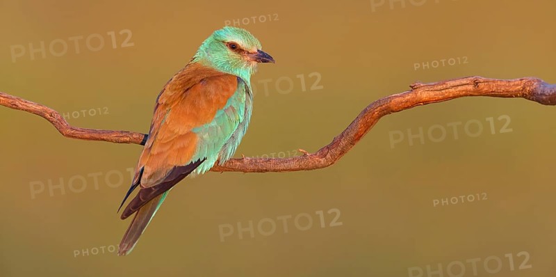 European roller (Coracias garrulus), on a perch