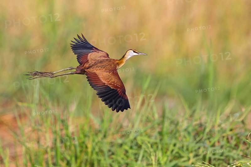 Blue-fronted Jacanas, (Actophilornis africana), Actophilornis africanus