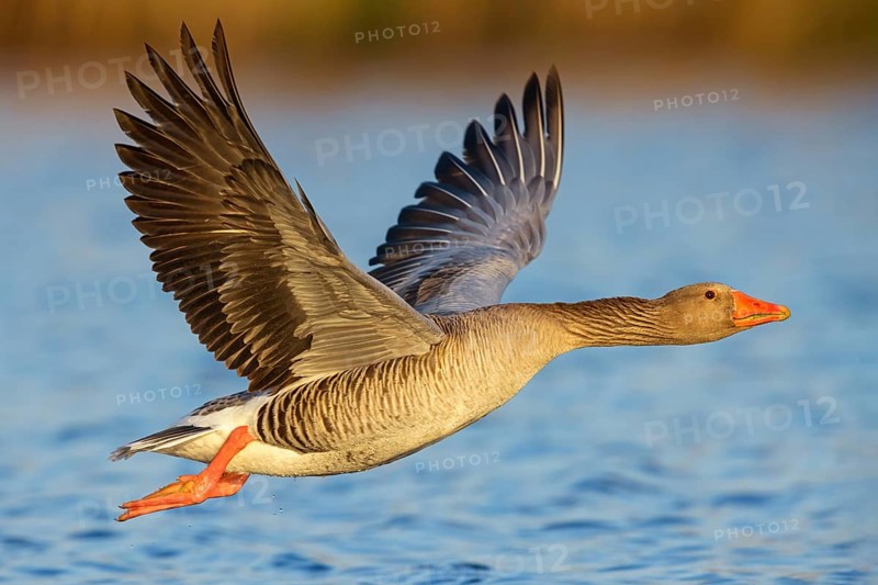 Greylag goose, Anser Anser, flight photo, lateral, flight photo, Wagbachniederung, Baden-W¸rttemberg, Germany, Europe