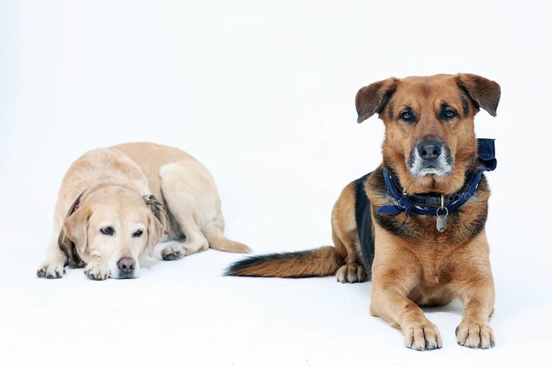 Portrait of 2 dogs in the studio