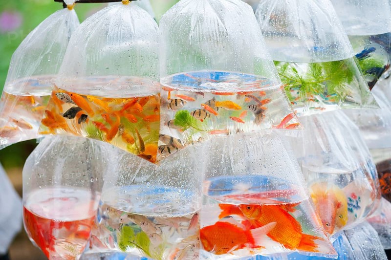 Different kinds of aquarian fish in plastic bags for sale