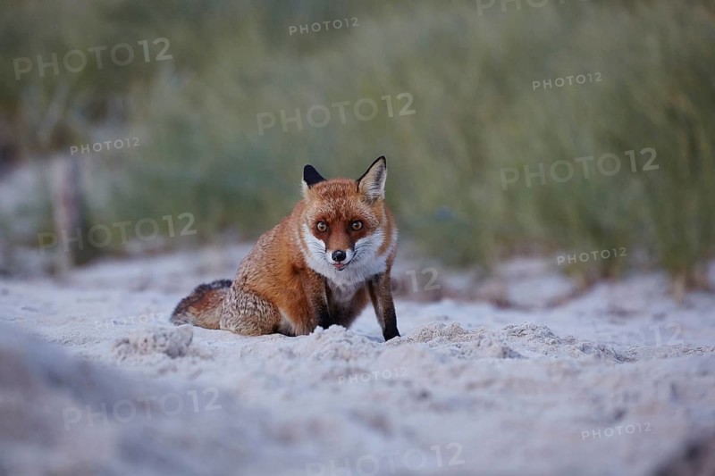Red fox, Vulpes vulpes, on Darßer Weststrand, Western Pomerania Lagoon National Park, Mecklenburg-Western Pomerania, Germany, Europe