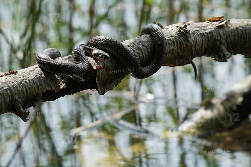 Grass snake, Natrix natrix
