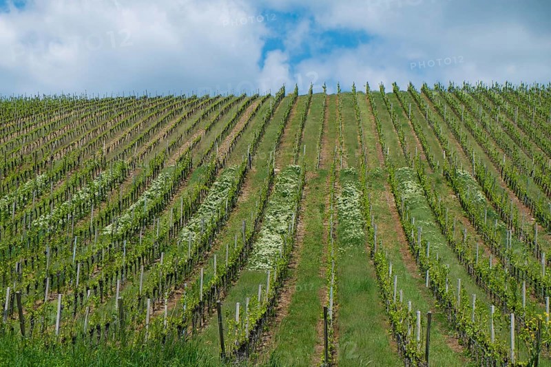 Franconian wine and vineyards near Volkach, Lower Franconia