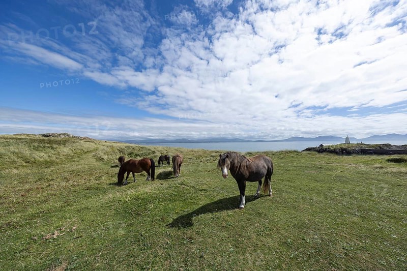 Brown horses grazing in a green meadow by the sea with Twr Mawr Lighthouse in the background, Ynys Llanddwyn, Newborough, Anglesey, Wales, United Kingdom, Europe