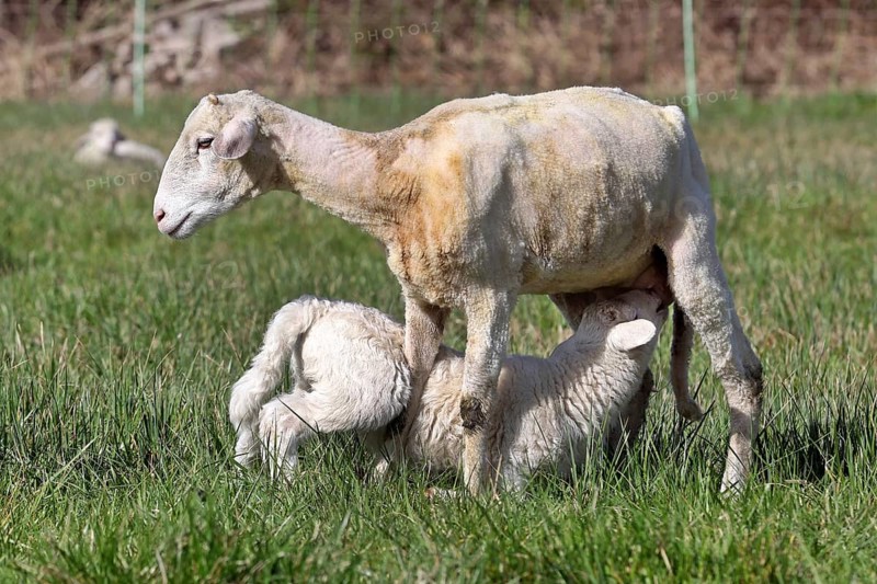 Lambs on the pasture
