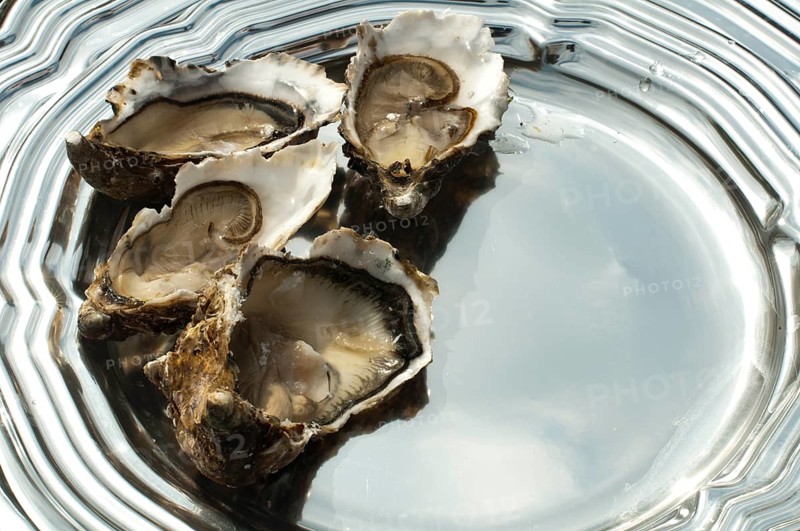 Oysters on a silver tray close up