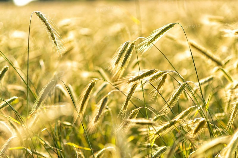 Grain in a field in Europe in July