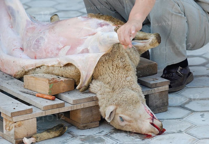 A killed sheep is skinned, mutton is a common food for Mongolian people