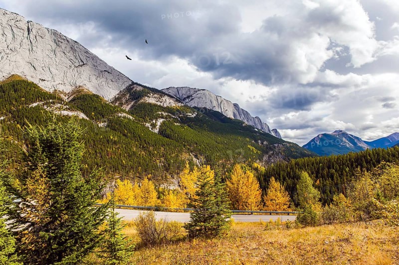 Rain clouds cover the sky. Orange and yellow leaves of aspens and birches adorn the mountains. Road to Miette Hot Springs in the Rockies. Concept of active, eco, car and photo tourism