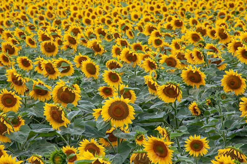 Sunflowers on the field. Background of blooming sunflowers