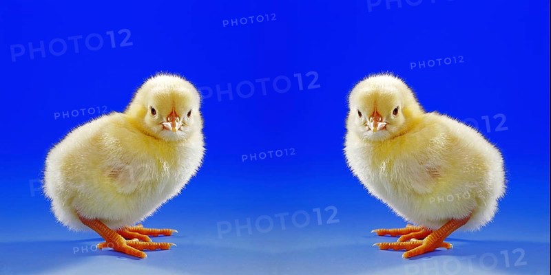 Young hen, chick, studio shot, symbol photo, Easter, two, photo montage studio shot, Lower Saxony, Federal Republic of Germany