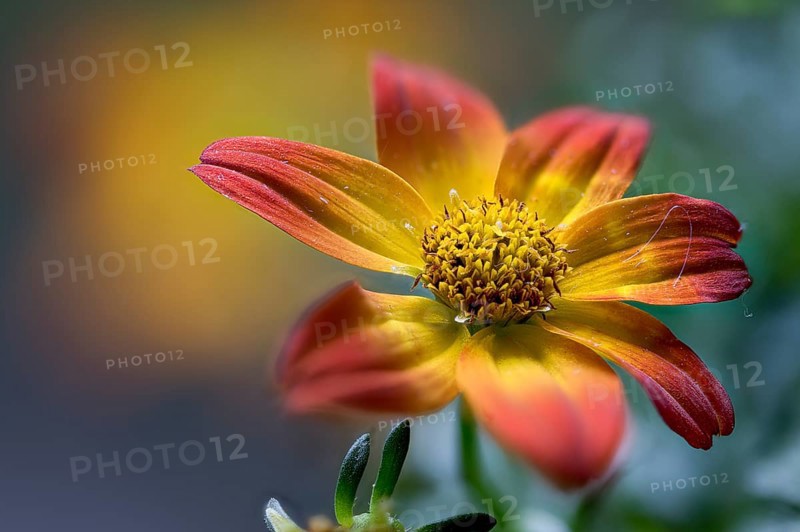 Compositae of the genus Bidens, two-tooth hybrid, summer bloomer, close-up