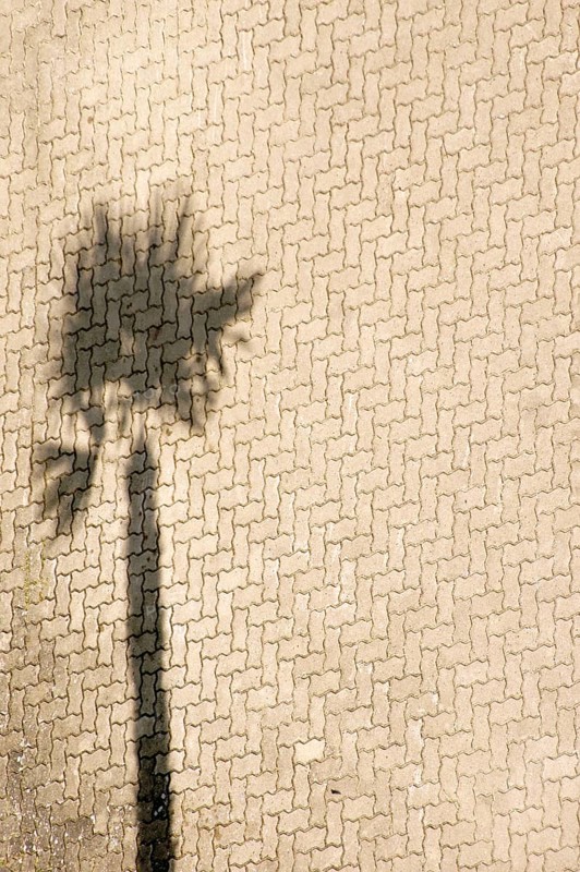 Aerial view and top view of a car park on the beach where a palm tree casts a shadow