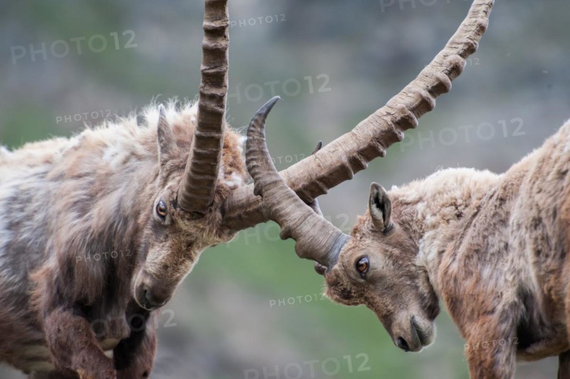 Capra ibex, gran paradiso national park, italy
