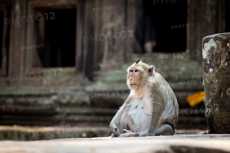 Monkey in the temple complex of Angkor Wat, Cambodia, Asia