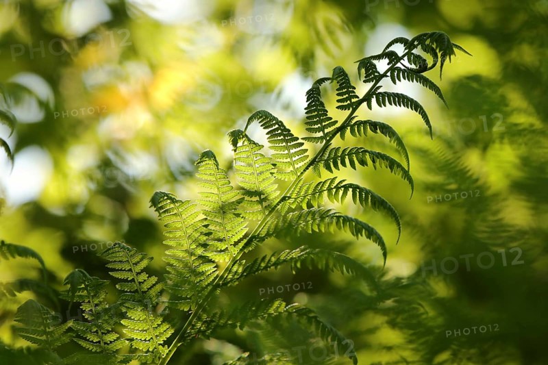 Close-up of fern in the forest on a sunny spring morning