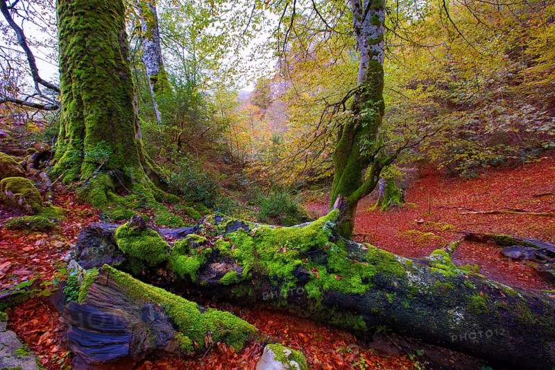 Autumn Selva de Irati fall beech jungle in Navarra Pyrenees of Spain