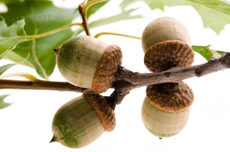 Oak Branch with Acorns isolated on white, poland