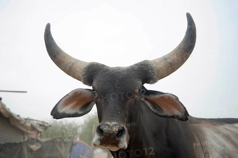 Goshala cow protection, sanchore, rajasthan, india, asia