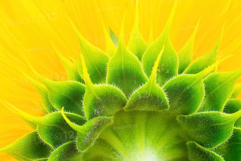Sunflower closeup shot from behind