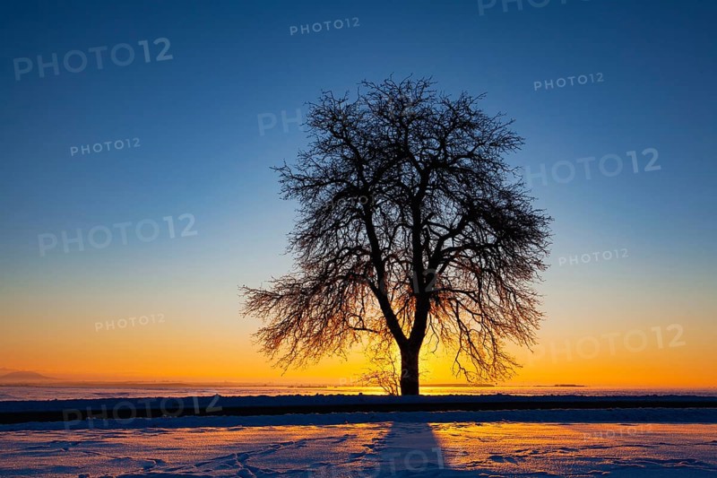 Empty road through snow-covered field after a blizzard at sunset. Clear sky, golden light. Idyllic rural scene