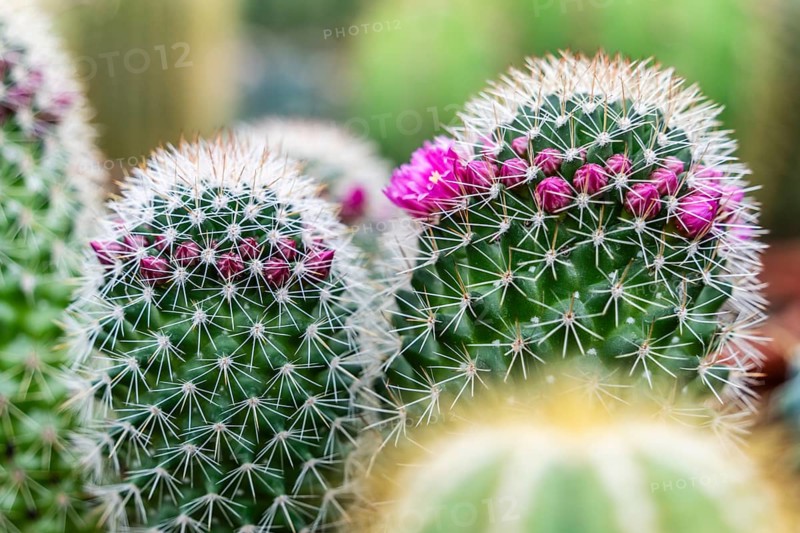 Flowering cactus, balearic islands, Majorca, Spain, Europe