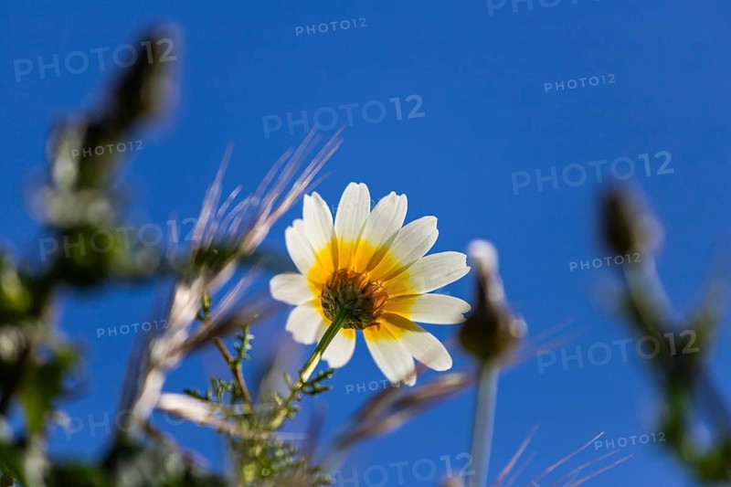 Glebionis coronaria, island of Santorini (Thira), Cyclades, Greek islands, Greece, Europe