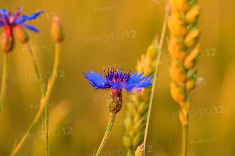 Cornflower in wheat field close up