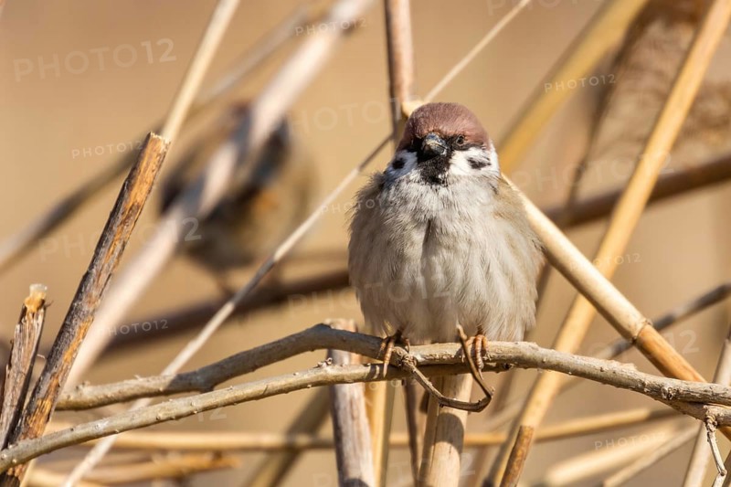 Tree Sparrow on branch (Passer montanus) Close Up