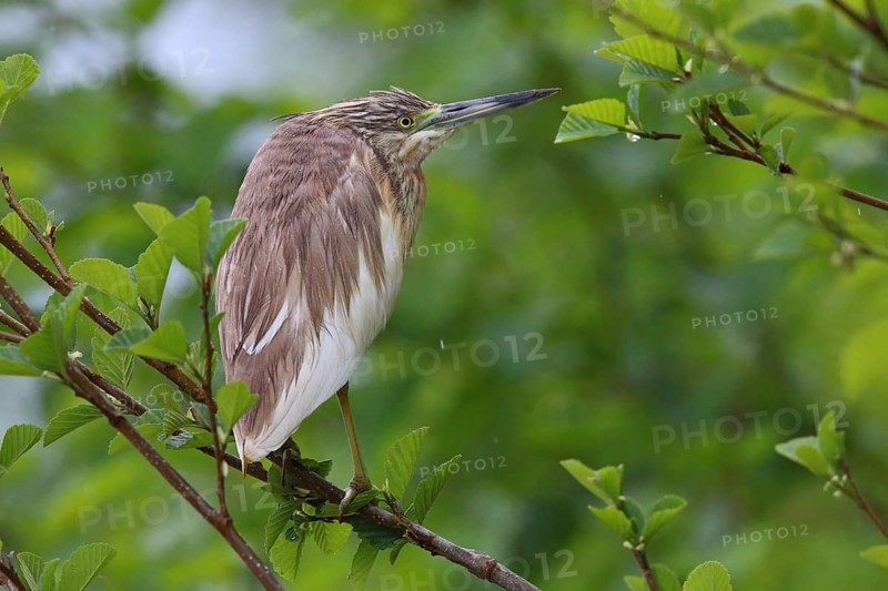 Squacco Heron, Ardeola ralloides