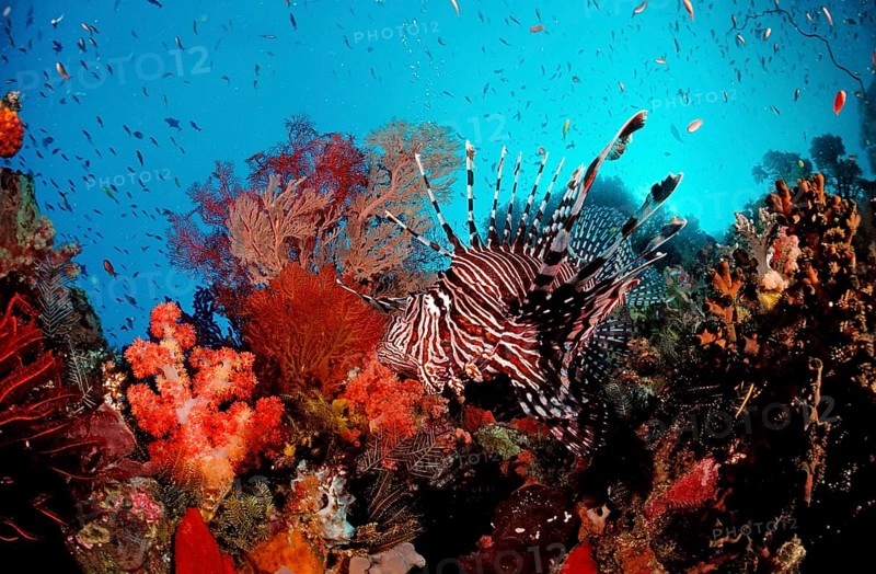 Common lionfish, Pterois volitans, Bali, Indian Ocean, Indonesia, Asia
