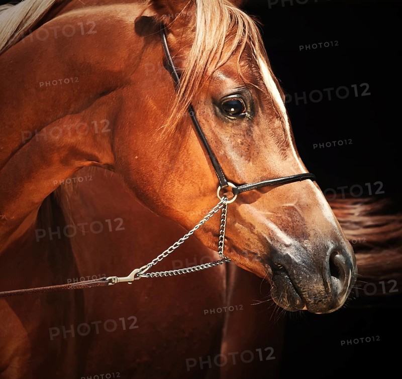 Portrait of young arabian colt at black background