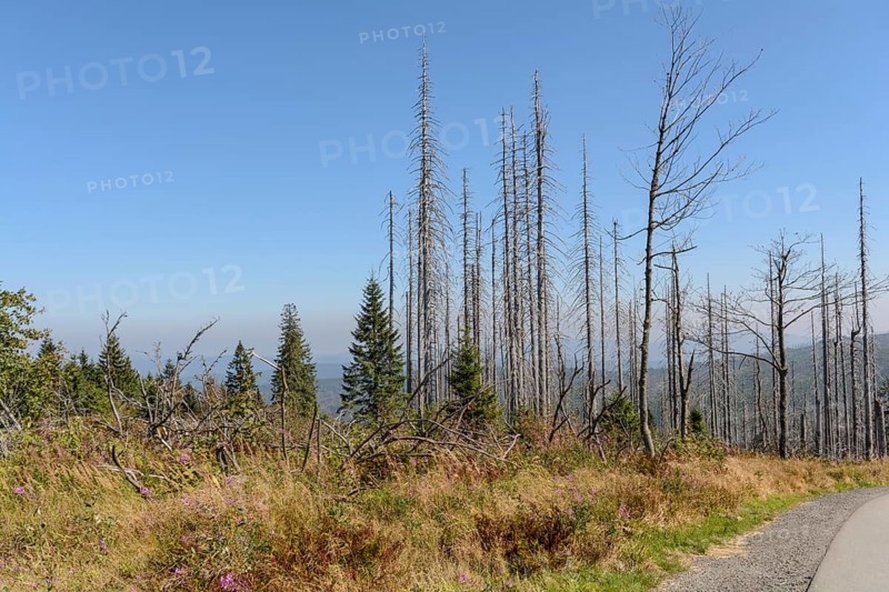 Dreisesselberg - nature reserve Dreiländereck with consequences of forest dieback