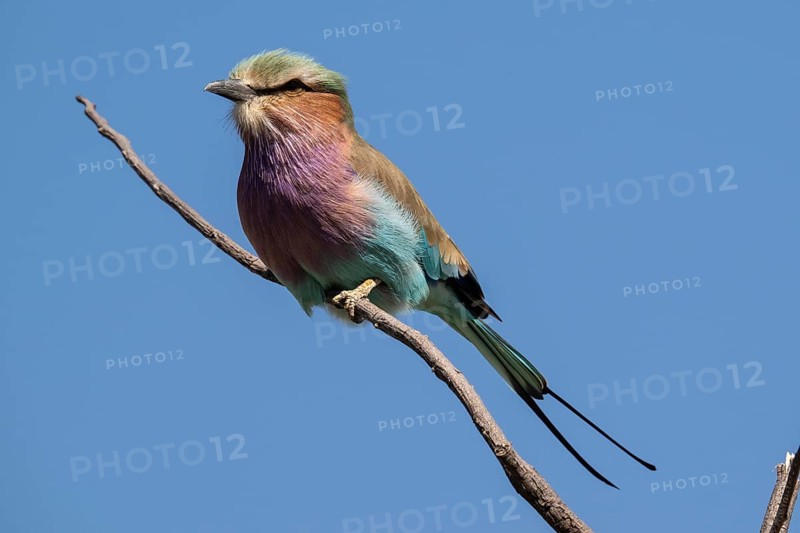Fork-tailed Roller (Coracias caudata), Khwai Northwest District, Moremi Game Reserve, Maun, Botswana, Africa