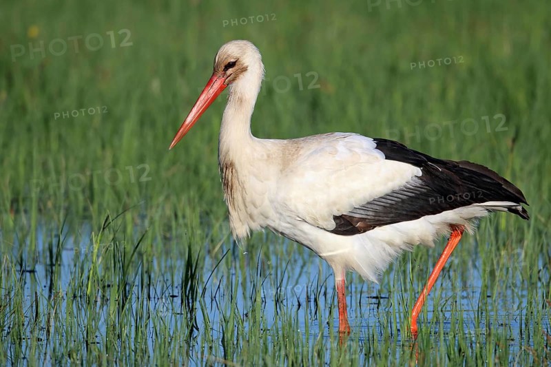 White stork, Ciconia ciconia