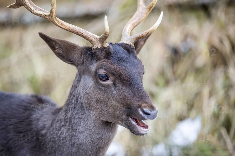 Fallow deer (Dama dama), portrait, male, captive, Landsberg am Lech Wildlife Park, Upper Bavaria, Bavaria, Germany, Europe