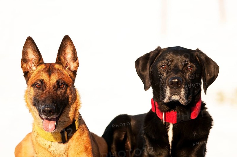 Labrador and Malinois
