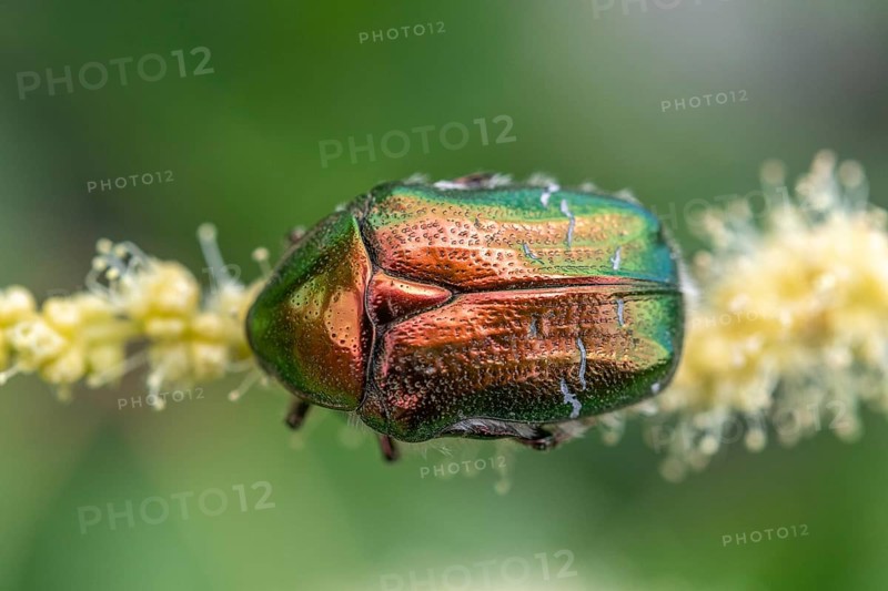 Golden cetonia (Cetonia aurata) on a chestnut flower. Bas Rhin, Alsace, France, Europe