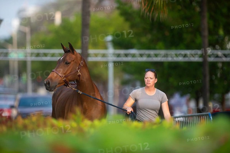 Horses, grooms and riders take part in the vet check assessing the health of the horse before competition begins at the Longines Global Champions League event in Miami Beach, Florida, USA, North America