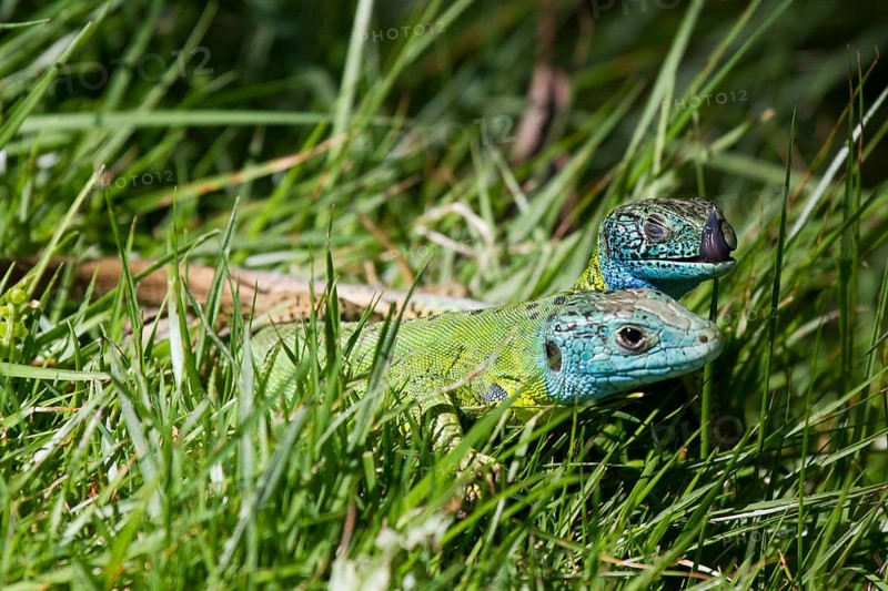 Side view of a pair of Iberian emerald lizards mating