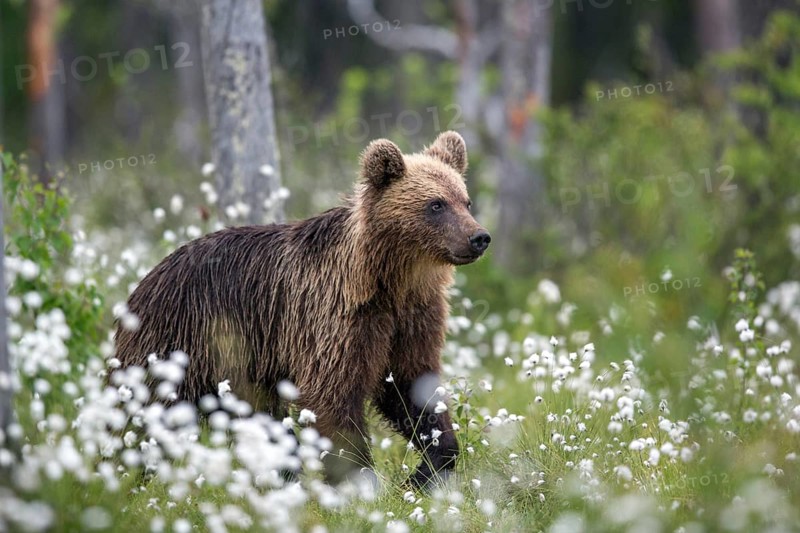 European brown bear (Ursus arctos), Europe, Scandinavia, Finland, young, Europe